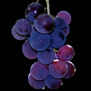 Meet your Posher, Kaia